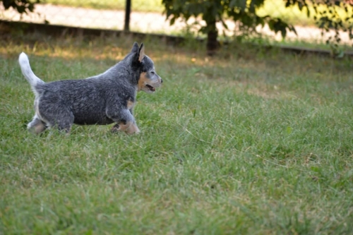 HARRIET - female - 7 weeks old